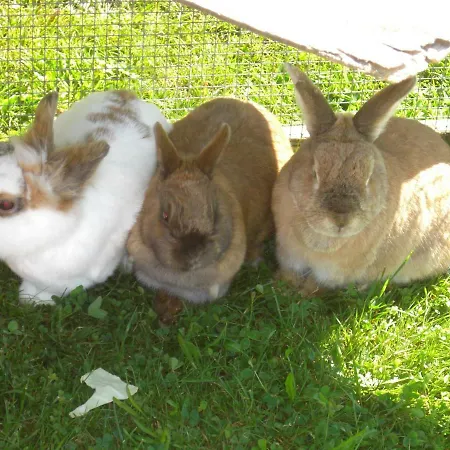 아파트 Haus Erlenmoos 장크트 게오르겐 임 슈바르츠발트