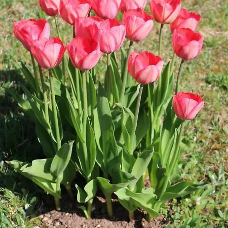 아파트 Haus Erlenmoos