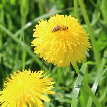 Haus Erlenmoos 장크트 게오르겐 임 슈바르츠발트