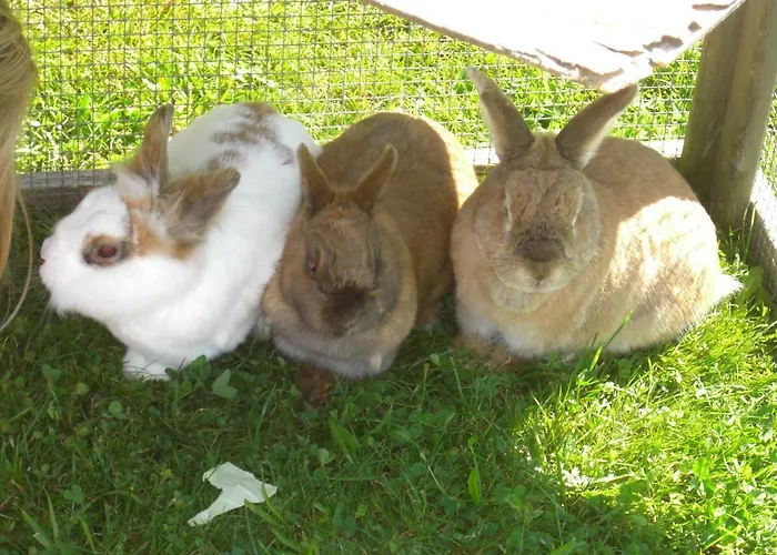 Apartamento Haus Erlenmoos Sankt Georgen im Schwarzwald