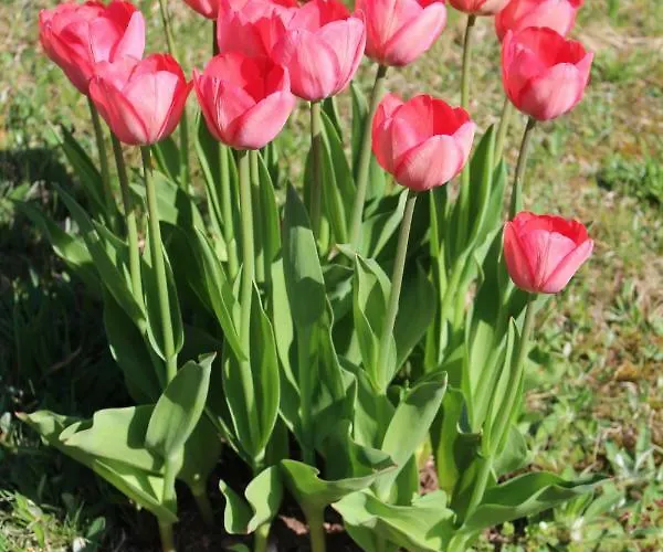 Apartamento Haus Erlenmoos