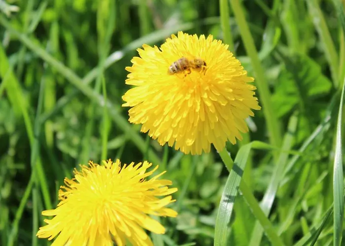 Haus Erlenmoos Sankt Georgen im Schwarzwald